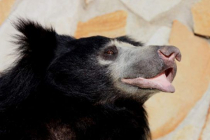 Губах (ведмідь) Губах (ведмідь)